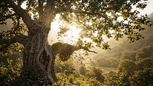 Sidr Honey: The Sacred Tree of Heaven and Its Liquid Gold