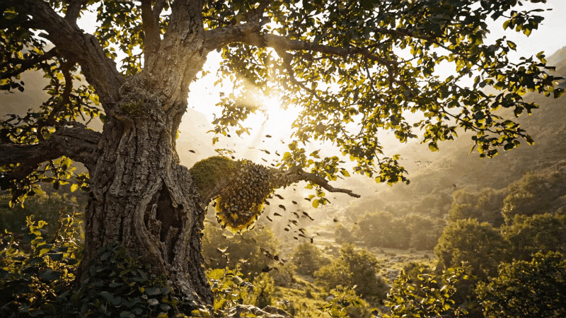 Sidr Honey: The Sacred Tree of Heaven and Its Liquid Gold