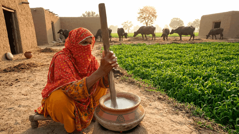 Desi Ghee: The Golden Tradition of the Subcontinent