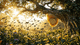 Honey's History, Health Benefits, and Why Purity Matters